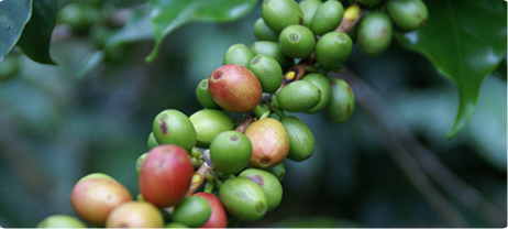 Fair Trade Companies